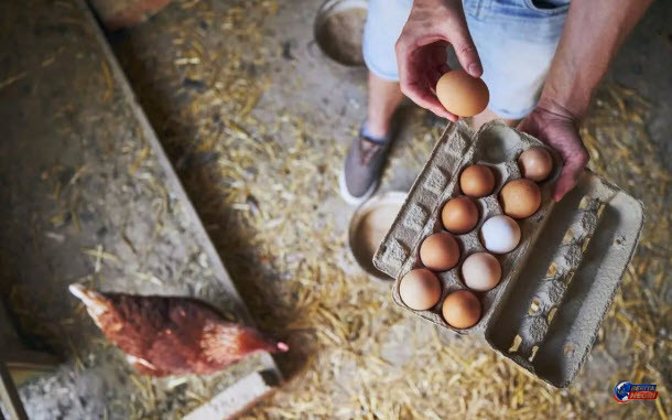 Kementan Tetapkan Harga Acuan Ayam Hidup Rp19.500/kg dan Telur Rp24.000/kg Mulai 15 Juli